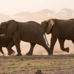 african-elephants-loxodonta-africana-amboseli-n-2026-03-11-00-56-13-utc-scaled