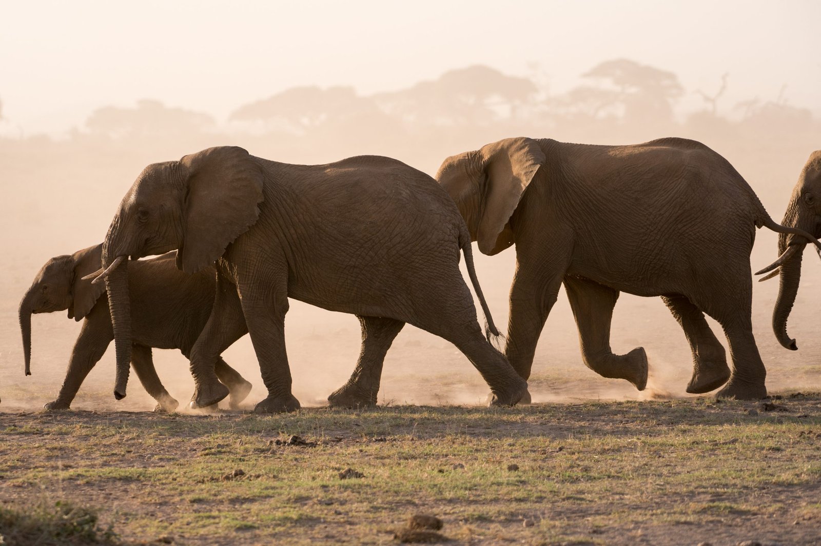 african-elephants-loxodonta-africana-amboseli-n-2026-03-11-00-56-13-utc-scaled