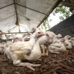 stock-photo-life-stock-farm-raising-varieties-of-chickens-photo-42982