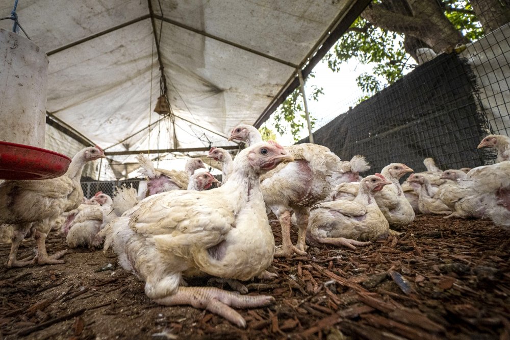 stock-photo-life-stock-farm-raising-varieties-of-chickens-photo-42982