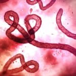 MIT-3Q-Ebola-Bourouiba-01_0