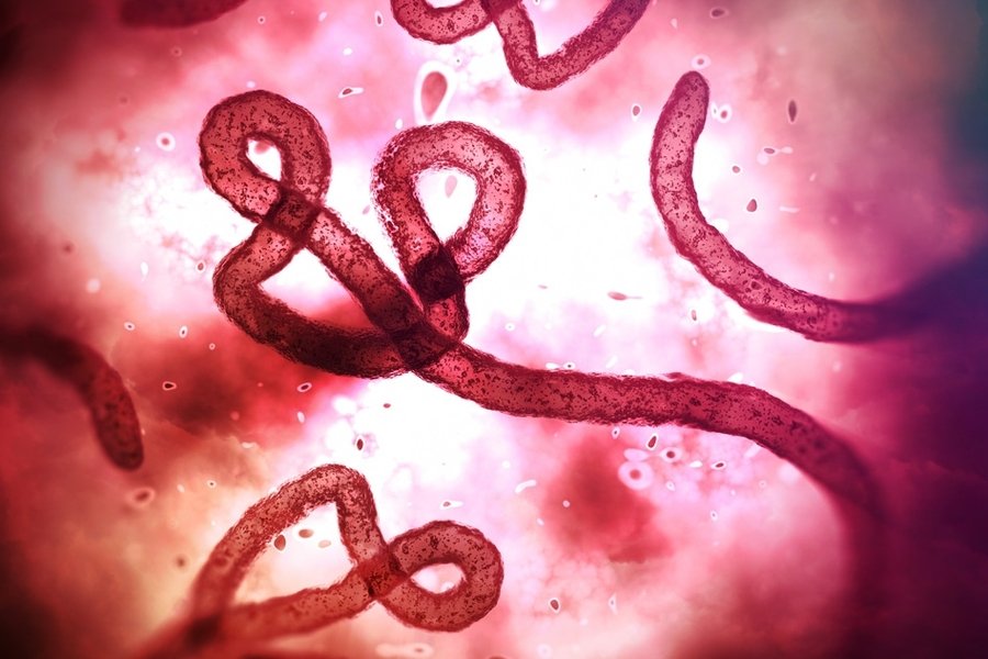 MIT-3Q-Ebola-Bourouiba-01_0